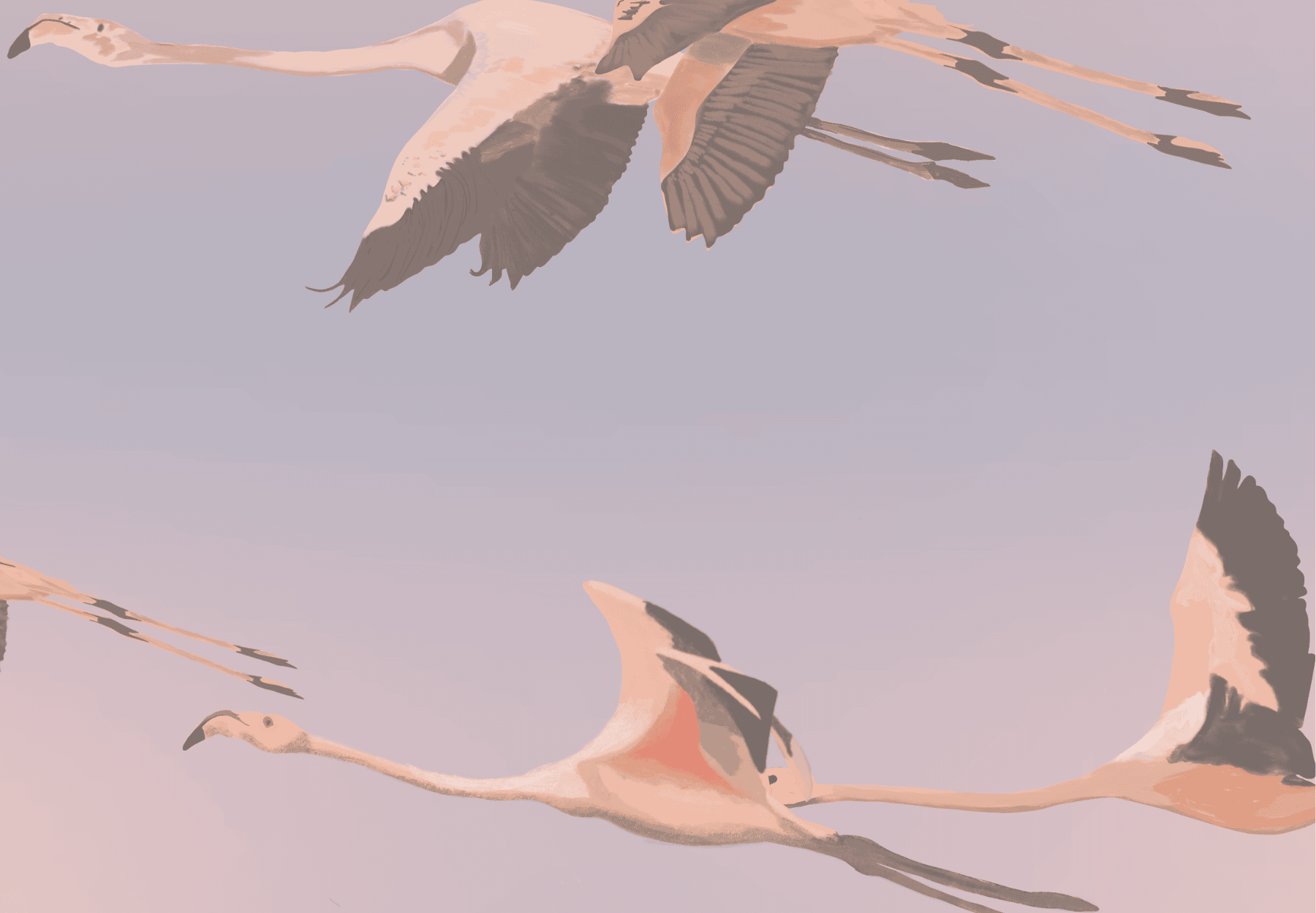 Illustration numérique flamants roses en vol — Procreate Et voilà illustratrice Nîmes